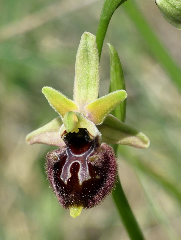 Forme ibride di Ophrys aranifera/sphegodes x Ophrys dinarica  9 giugno 2025  alto aquila